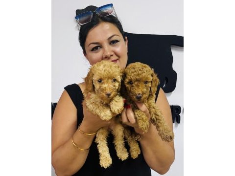 Red toy poodle yavrularım