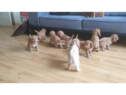 Çok ama çok uygun bayram şekeri cocker köpekler