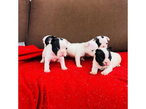 French bulldog yavruları