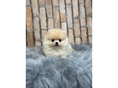 Küçük pomeranian yavrularımıza yuva