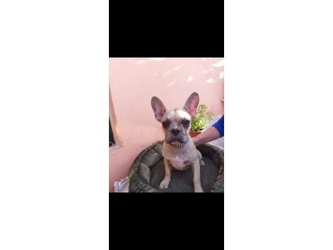 French bulldog 3 aylık dişi