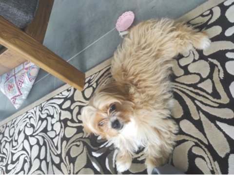 Oyuncu maltipoo tarçınımız
