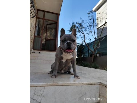 French bulldog oğluma eş arıyorum
