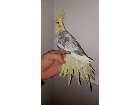 Full evcil pied konuşan sultan papağanı