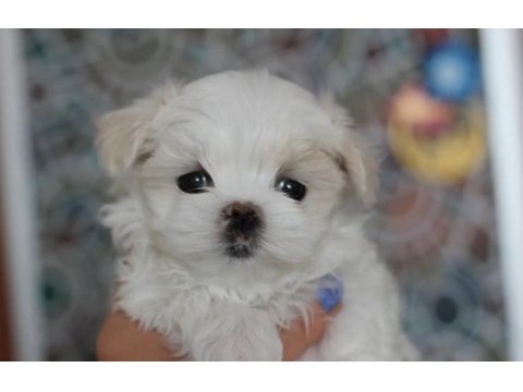 Safkan anne babadan maltese yavrular