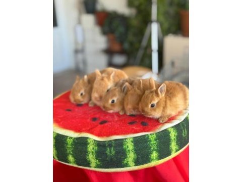 Cüce ve lop ırkı tavşan