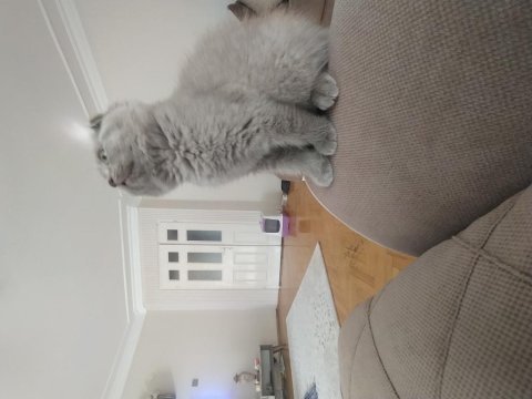 Daha iyisi yok scottish fold