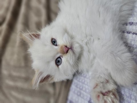 İran chinchilla 2 aylık
