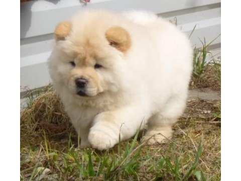 Pofuduk chow chow yavrularımız