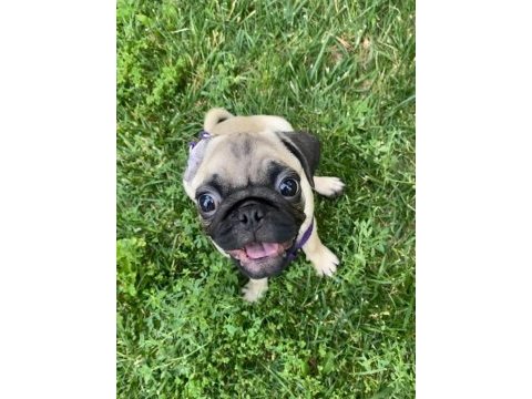 3 aylık erkek pug