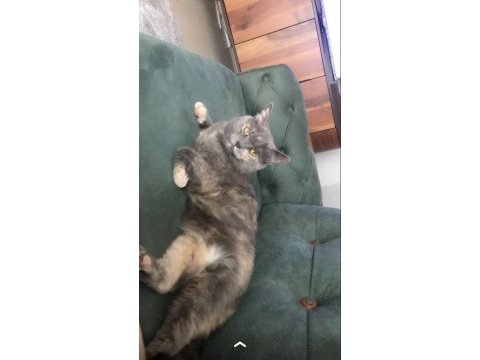 Ücretsiz sahiplendirme acil british shorthair