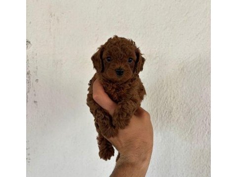 Poodle yavrularımız sizleri bekliyor