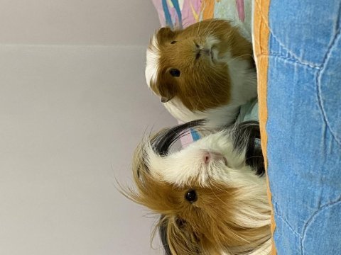 Ücretsiz guinea pig
