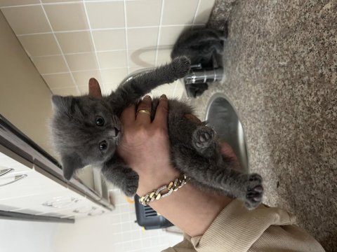 2 aylık bebek british shorthair yavrular
