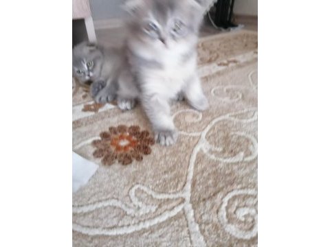 3 aylık 2 dişi 1 erkek scottish fold gri renk