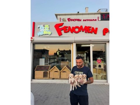 Shoooowwww kalite maltipoo yavrular ankara mağazamızda 