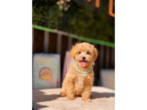 Baby face kore maltipoo köpekler
