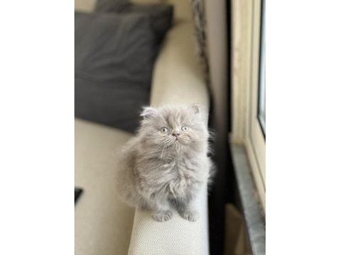 Lilac oyuncu sevimli british longhair yavrum