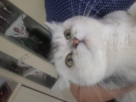 Silver british kızıma yeni yuva