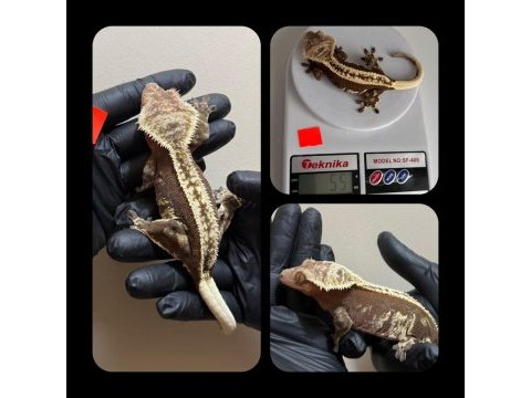Sağlıklı crested geckolar üst kalite