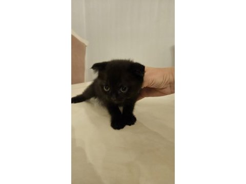 Sahibinden siyah scottish fold