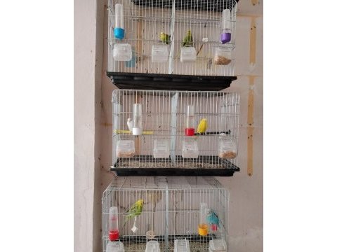 23 takım yavru alınmış kuşlar genç muhabbet kuşlardır