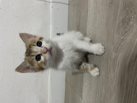 Ücretsiz cins kedimizi sahiplenmek ister misiniz