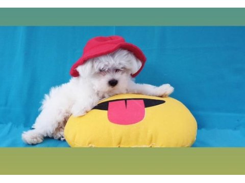 Pofuduk maltese yavrular 