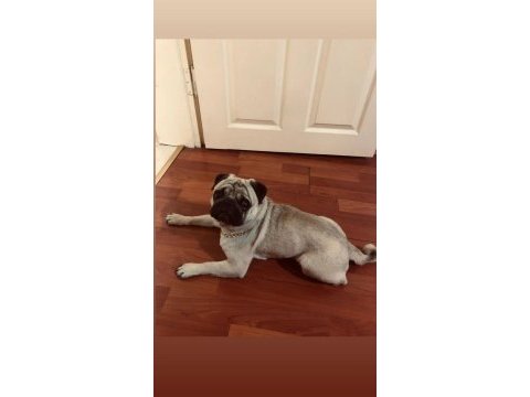 Erkek eğitimleri aşıları herşeyi tam pug