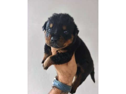 Rottweiler yavruları