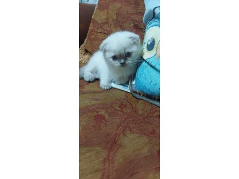 Scottish fold blue point