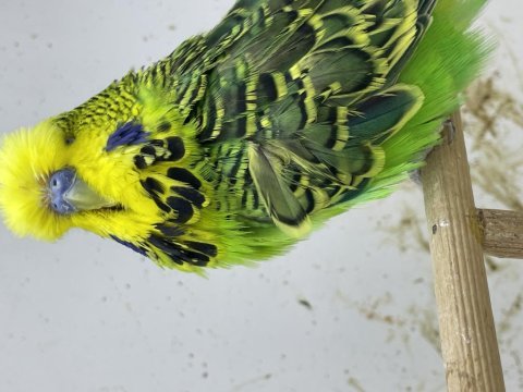 Üreticiden show jumbo muhabbet kuşu