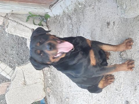 Dişi rottweiler