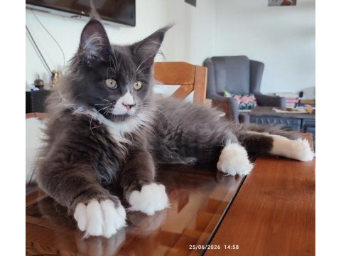 Safkan şecereli geleceğin şampiyon adayı maine coon