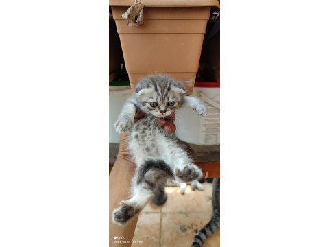 Scottish fold yavrularım