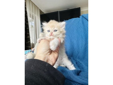 Safkan şecereli anne babadan golden british dişi ve erkek