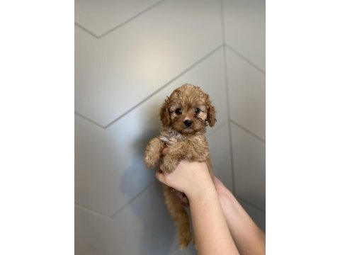 Evde doğma şov kalite maltipoo yavrular