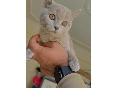 3 aylık british shorthair yuvasını bekliyor erkektir