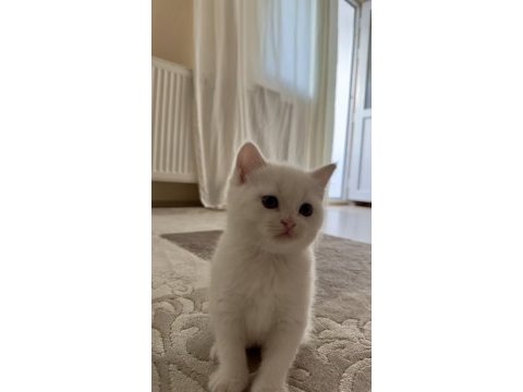 British shorthair beyaz yavrular