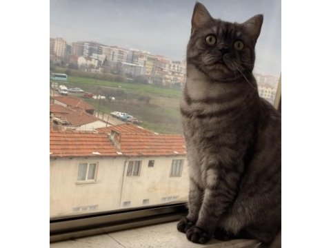 Kedimiz gofret için yuva arıyoruz