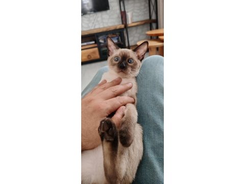4 aylık dişi siyam kedisi yavru