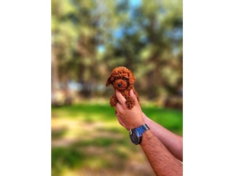 Toy poodle mı istemiştiniz