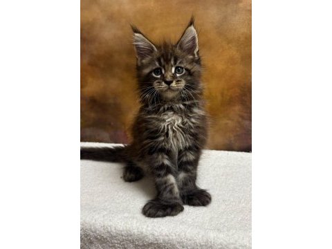 Mco polydactyl erkek ve dişi wcf kayıtlı maine coon