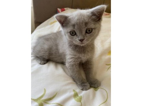 Gri british shorthair