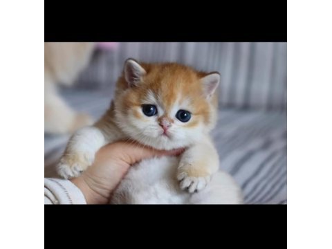 Safkan british shorthair yavrular