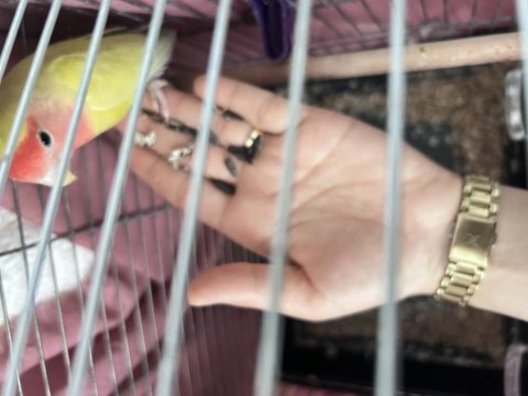 Sevda papağanı beş aylık dişi satılık