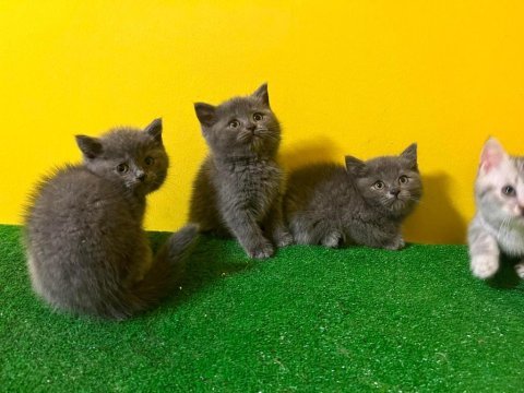 Muhteşem genetik ayı surat british shorthair bebekler
