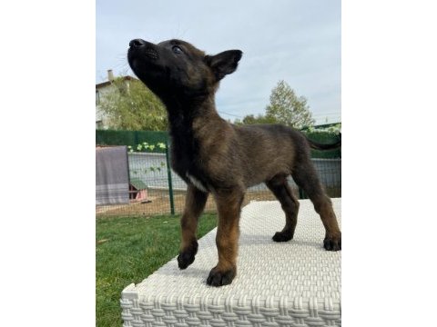 Belçika kurdu diğer adıyla malinois