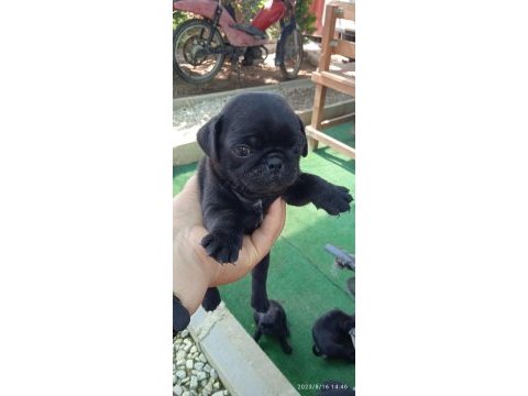 Pug mops yavrular