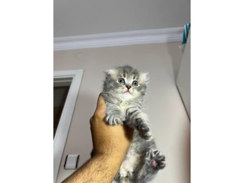 Safkan scottish fold yavruları